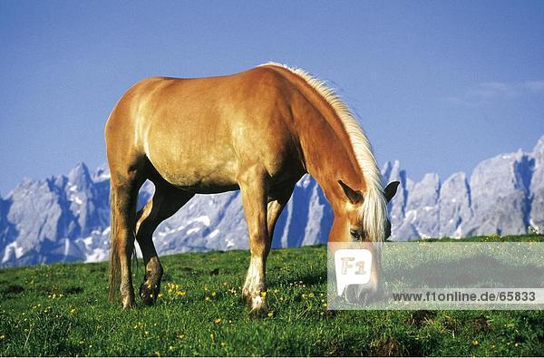Haflinger horse grazing grass in field