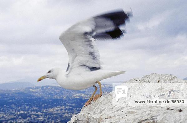 Seagull taking off from rock