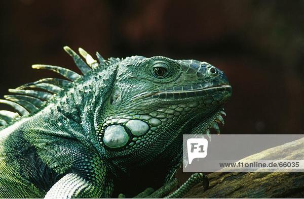 Close-up of Common iguana (Iguana iguana)