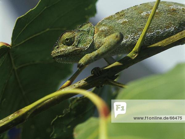 Nahaufnahme-Chameleon auf Zweig