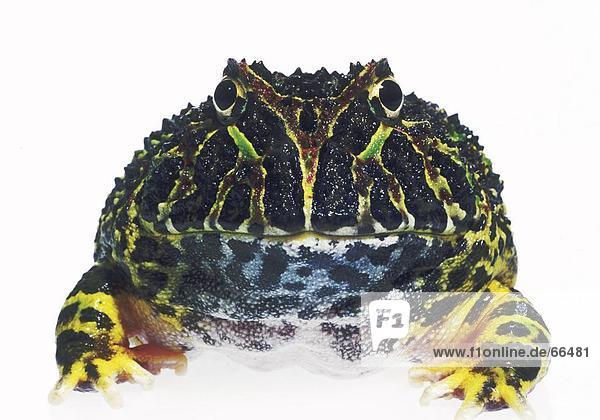Nahaufnahme-Pacman Frosch (Hornfrösche) auf weißem Hintergrund