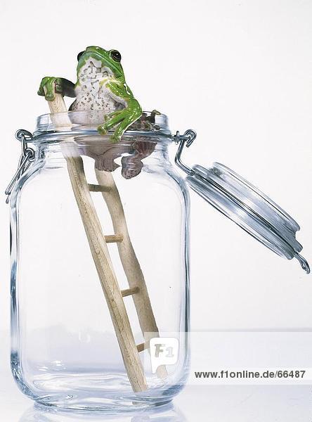 Tree frog on ladder in jar
