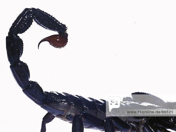 Nahaufnahme der Kaiserskorpion (Pandinus Imperator) Schwanz auf weißem Hintergrund