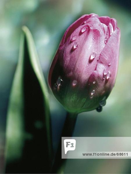 Waterdrops auf Tulip Blume