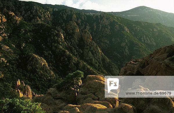 Bäume auf Hügeln  Les Calanche  Korsika  Frankreich