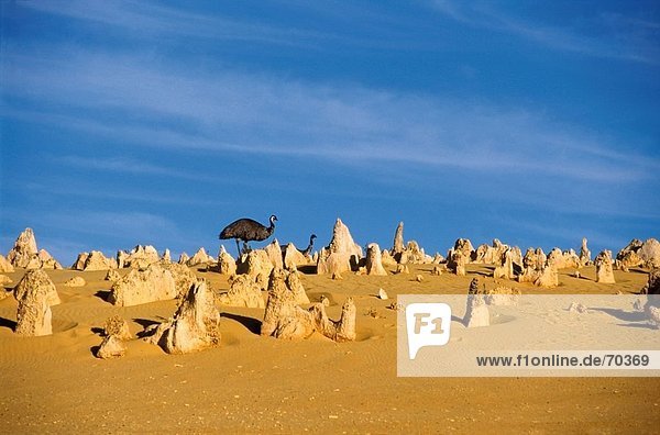 Two ostrich in desert  Pinnacles Desert  Nambung National Park  Australia