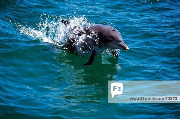 Short-beaked Gemeiner Delfin (Delphinus Delphis) Sprung durch Meereswellen  Dolphin Discovery Center  Bunbury  Australien