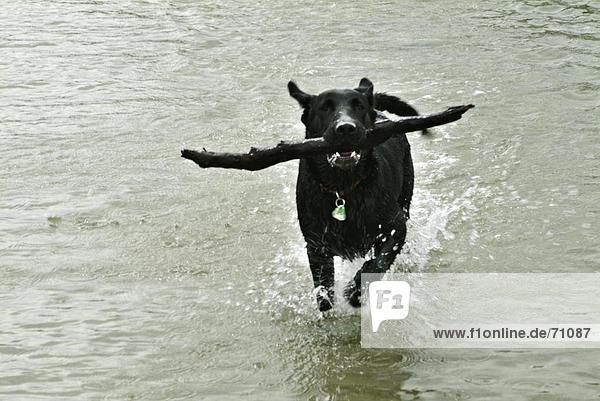 Hund in Wasser