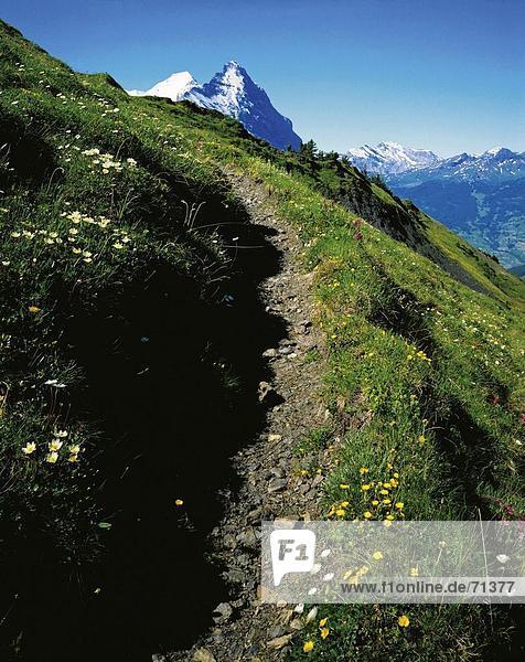 10055943  footpath  way  walking  hiking  path  mountains  alpine  Alps  alpine  vegetation  alp  way  Bernese Oberland  canto