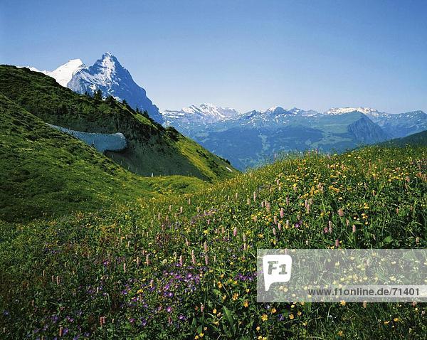 Blumenwiese Berg Alpen Berner Oberland Kanton Bern Bergpanorama
