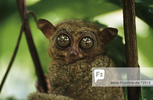 10310468  Kleinaffe  Augen  Bohol  Büsche  Dickicht  groß  klein  kleinste Affen Welt  Philippinen  asiatischen  Sit  Tarsi