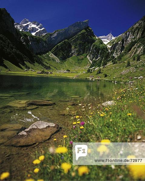 10422278  Alm  Appenzell  Berge  Kühe  Landschaft  Schweiz  Europa  See Alm  See  Meer  Berg  See  Alpstein  mal