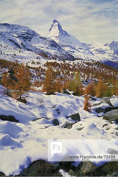 10490501  Findelalp  früh  vor  Schnee  Herbstbäume  Lärchen  Matterhorn  Sehenswürdigkeit  Berg  Schweiz  Europa  Wallis  w
