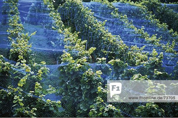 10534103  canton Bern  lake Biel  lake  sea  blue nets  Peter's island  vineyard  wine  Switzerland  Europe