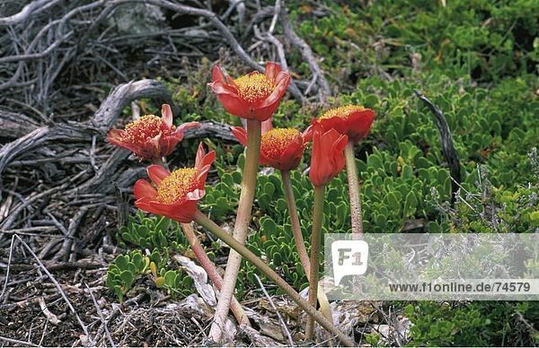 Blumen Blutgruppe Blume Kap Agulhas Exotische Haemanthus Coccineus Rot Sudafrika Blute Blute