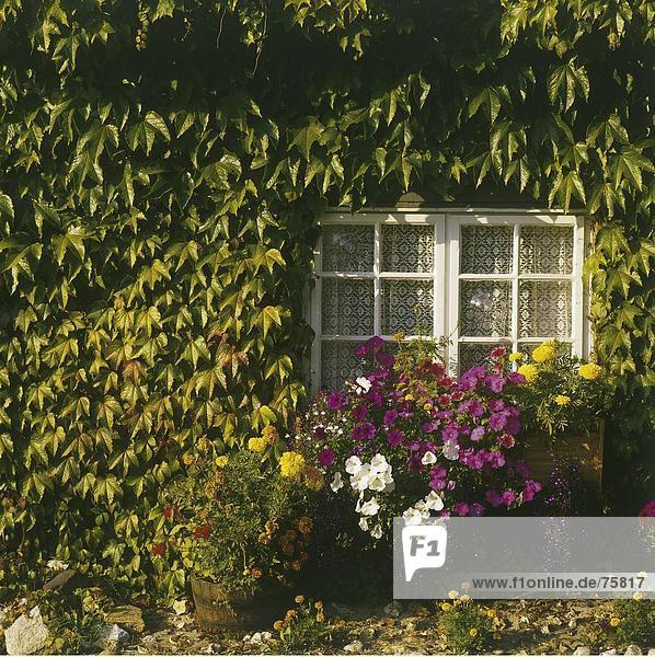 Detail Details Ausschnitt Ausschnitte Efeu Hedera helix Europa bedecken Fenster Blume Großbritannien Fassade Hausfassade Devon England