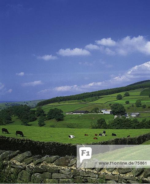 Hausrind Hausrinder Kuh Landschaftlich schön landschaftlich reizvoll Europa Wand Wohnhaus Großbritannien Gebäude Hügel Natur Feld England