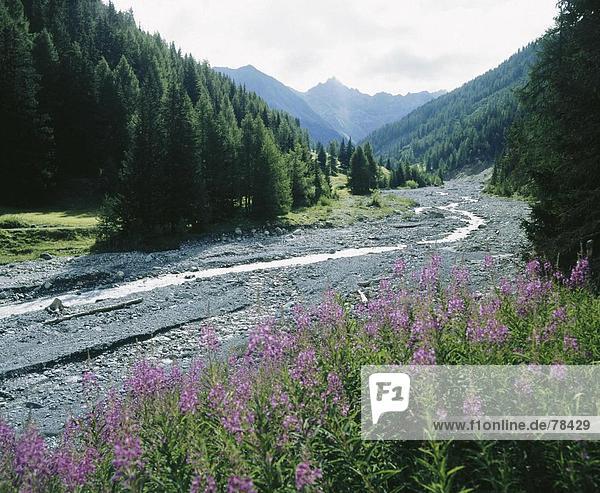 Landschaftlich schön landschaftlich reizvoll Europa Berg Blume Bach Kanton Graubünden Schweiz