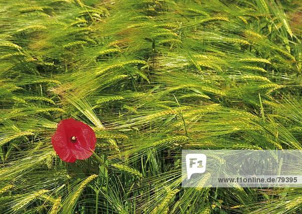 10760787  agriculture  ear  flower  field  barley  grain  scenery  agriculture  poppy  poppy  nature  useful plant  plant  see