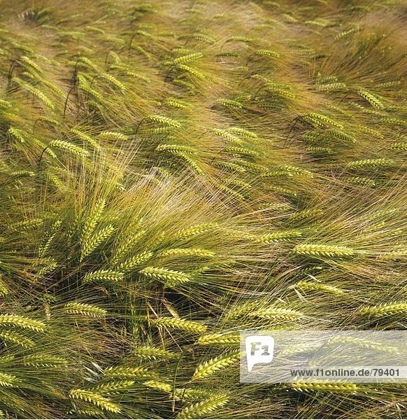 10760793  field  barley  grain  scenery  agriculture  nature  plant  meadow