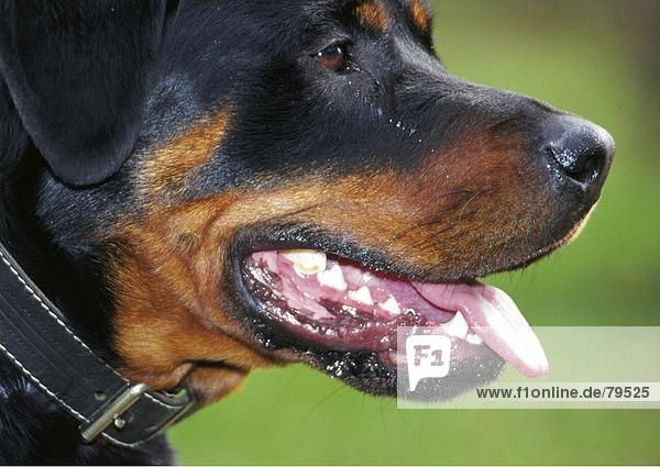 10760917  carefully  attention  dog  portrait  Rottweiler  snout  tooth  teeth  tongue  sole