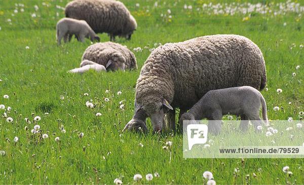 10760921  field  spring  season  lamb  scenery  agriculture  nature  sheep  flock of sheep  animal  beast  keeping of pets  li