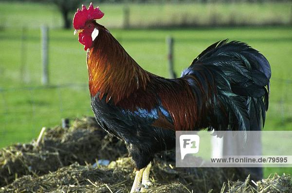 10760987  biology  biological  food  feeding  food  eating  fowl  cock  powerfully  athletically  agriculture  dunghill  natur