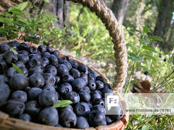 10761153  berry  berries  close up  food  feeding  food  eating  harvest  crop  Finland  healthy  blueberry  low-calorie  bask