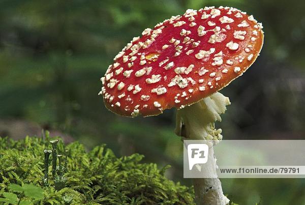 10761183  botany  bright  colours  close up  fly agaric  danger  threat  dangerously  spottedly near  harmful  toxic  autumn