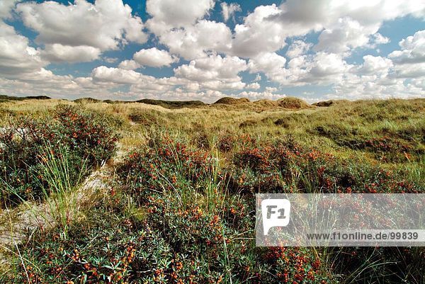 Wildpflanzen auf grasbewachsenen Landschaft bei bewölktem Himmel  Dänemark