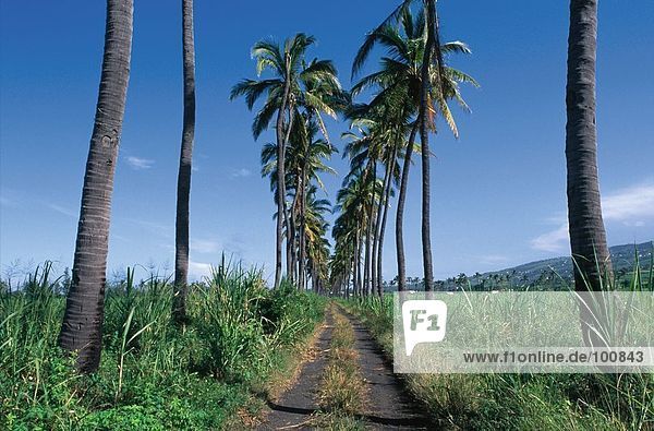 Palm trees along rural path  St. Louis  Reunion Island  France