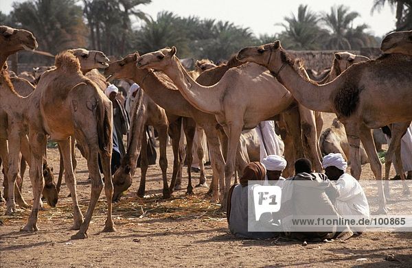 Group of people in camel fair  Darau  Aswan  Egypt