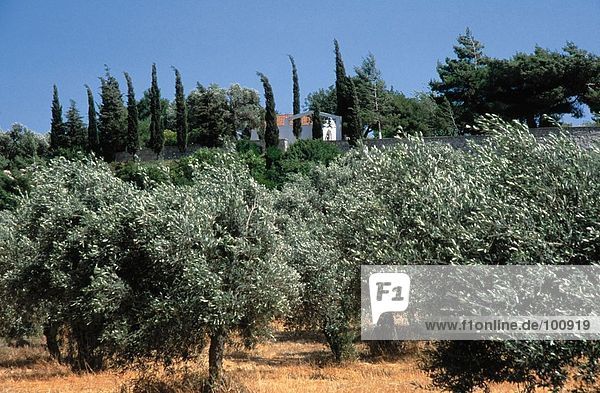 Olivenbäume mit Kirche im Hintergrund  Kirche von Agia Triada  Rhodes  Dodecanese Inseln  Griechenland