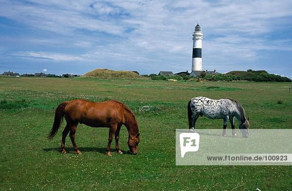 Zwei Pferde grasen in Feld  Nordfriesische Inseln  Schleswig-Holstein  Deutschland