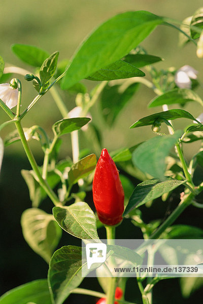 Rote Chilipfefferpflanze