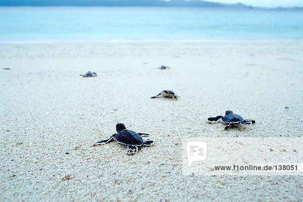 Junge Schildkröten auf dem Weg zum Meer