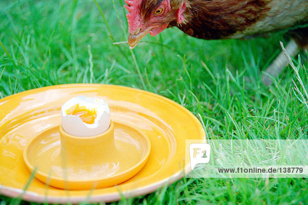 Chicken eating soft boiled egg