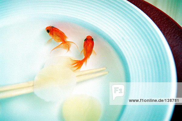 Goldfisch im Becken schwimmend