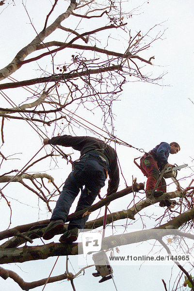 Tree surgeons trimming a tree