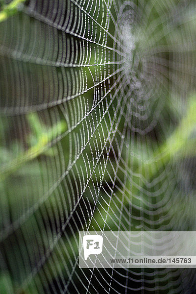 Leeres Spinnennetz