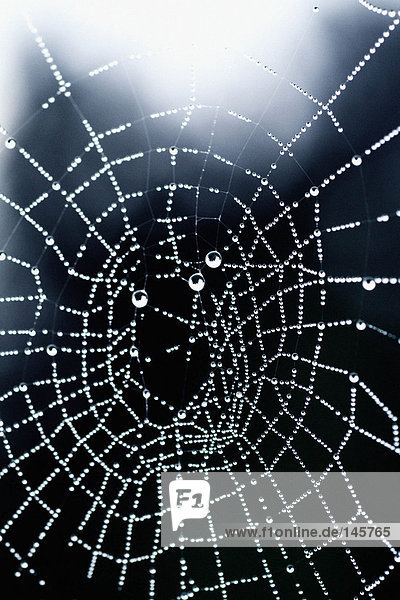 Wassertropfen auf einem Spinnennetz
