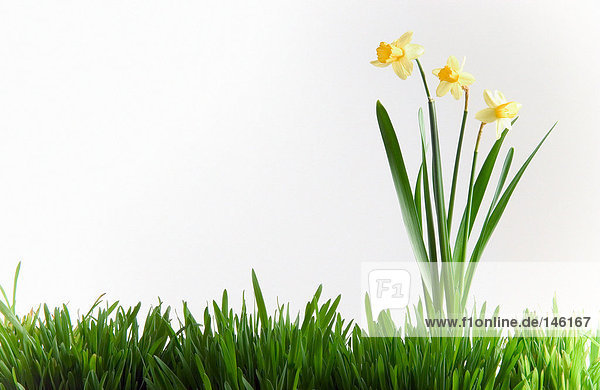 Daffodils in grass