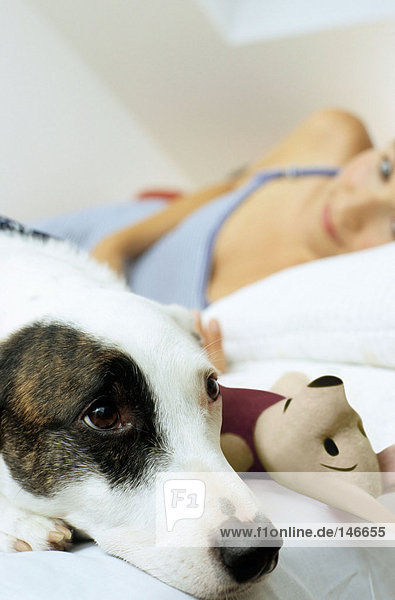 Hund im Bett mit Spielzeug und Besitzer