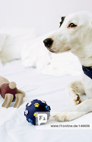 Hund auf dem Bett sitzend mit Spielzeug