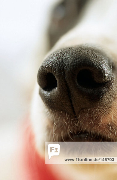Snout of dog in close-up