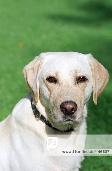 Portrait of a labrador dog