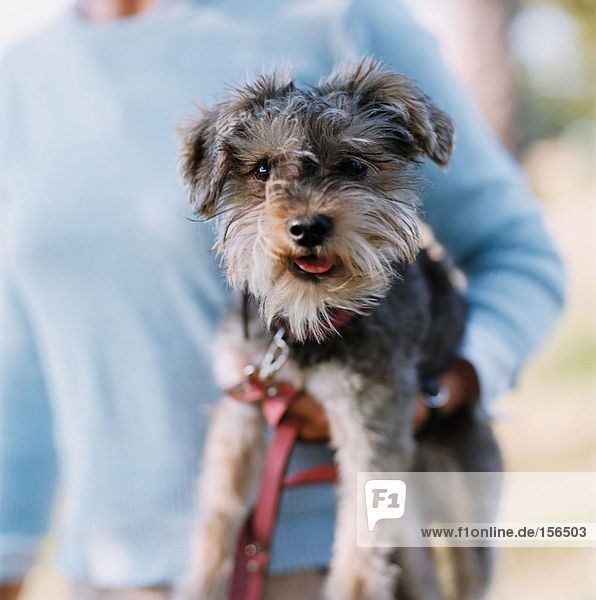 Mädchen mit einem Terrier