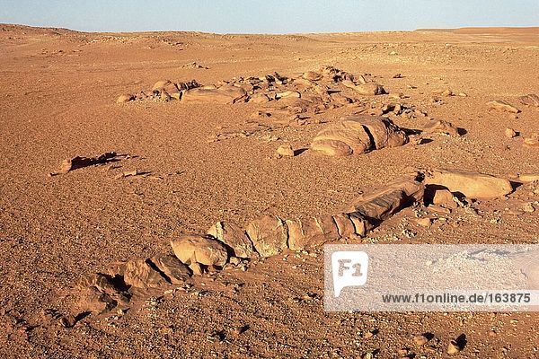 Fossilien auf trockenen Landschaft  Wüste Sahara  Algerien