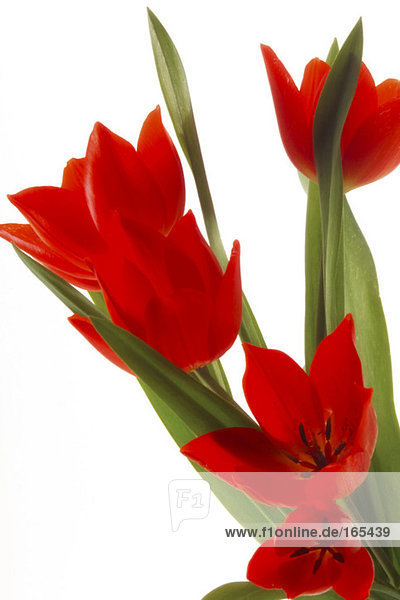 Rote Tulpen (Tulipa gesneriana),  Nahaufnahme