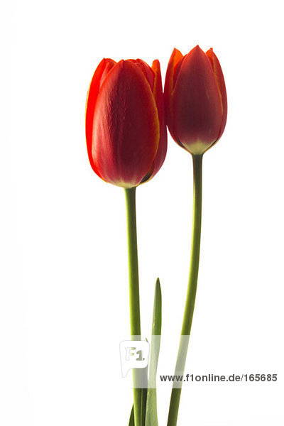 Tulpen Tulipa gesneriana